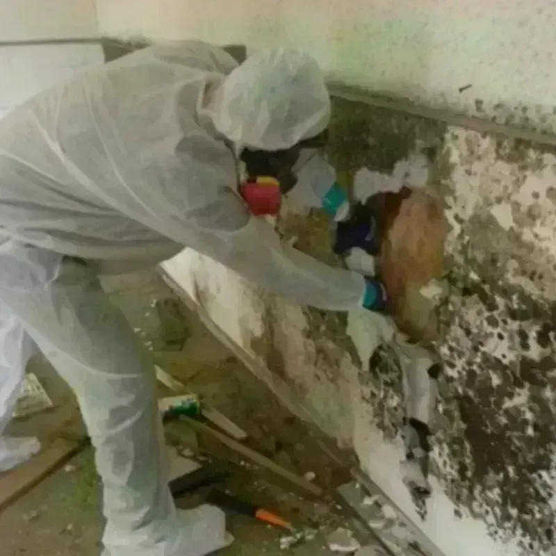 Mold Remediation and Removal in Munford, TN